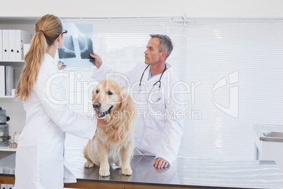 Doctors checking up on a labrador