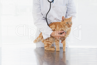 Vet checking a cats heartbeat