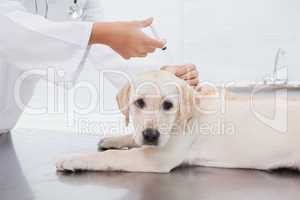 Veterinarian doing injection at a cute dog