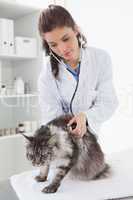 Vet examining a maine coon with stethoscope