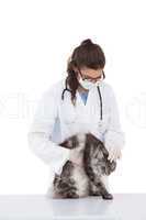 Vet examining a grey cat
