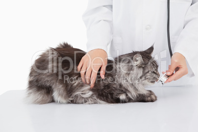 Vet examining a cute cat