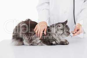 Vet examining a cute cat