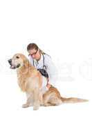 Smiling vet with a labrador