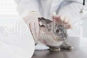 Veterinarian petting a cute rabbit