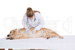 Vet checking a labradors stomach