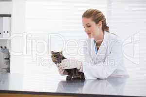 Vet examining a small cat