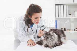 Vet examining a cat with magnifying glass