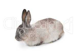 Cute fluffy grey bunny rabbit