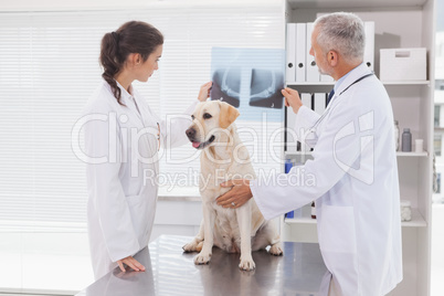 Vet coworker examining xray of a dog