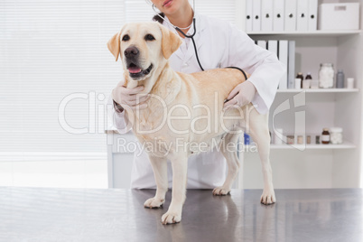 Veterinarian examining a cute labrador