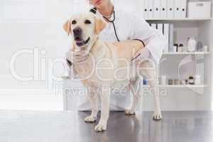 Veterinarian examining a cute labrador