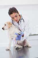 Veterinarian examining a cute dog