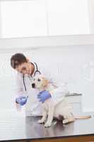 Veterinarian doing check up at a cute dog