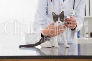 Vet examining a cute kitten