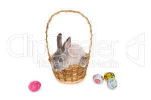 Bunny rabbit sitting on the basket with easter eggs