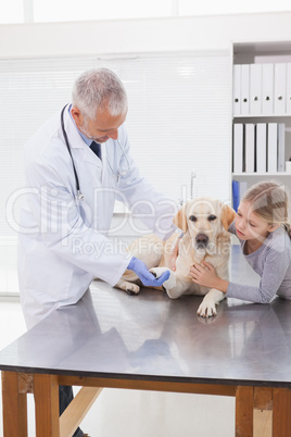 Vet examining a dog with its owner