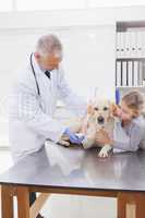 Vet examining a dog with its owner