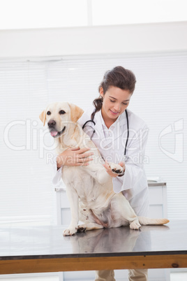 Smiling veterinarian examining a cute dog