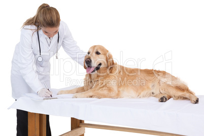 Vet checking a labrador