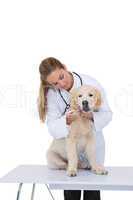 Vet giving a puppy a check up
