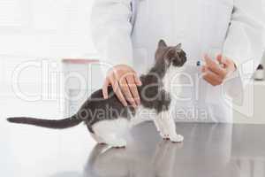 Vet doing injection at a cute kitten