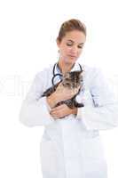 Vet examining a small cat