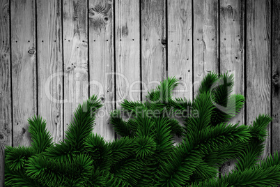 Fir branches on wooden planks