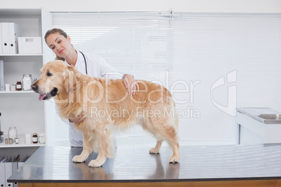 Smiling vet examining a labrador