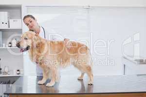 Smiling vet examining a labrador