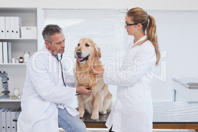 Doctors checking up on a labrador