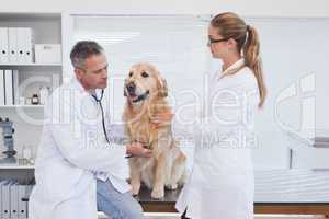 Doctors checking up on a labrador
