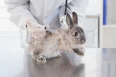 Vet doing injection at a rabbit
