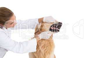Vet checking a dogs teeth