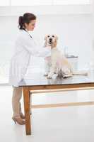 Cheerful veterinarian examining a cute dog