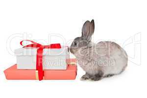 Bunny rabbit sitting next to a pink gift box