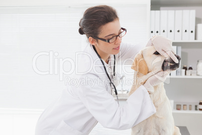 Veterinarian examining teeth of a cute dog