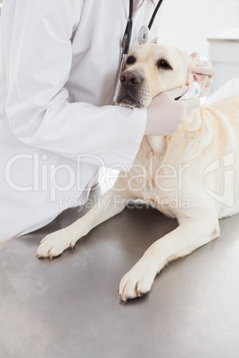 Veterinarian examining a cute labrador