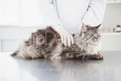 Vet examining a beautiful maine coon