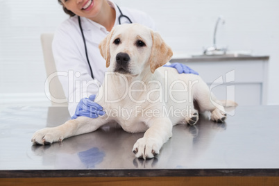 Smiling veterinarian examining a cute dog