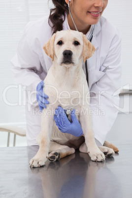 Smiling veterinarian examining a cute dog