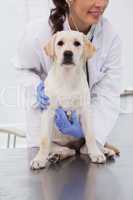 Smiling veterinarian examining a cute dog