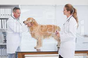 Doctors checking up on a labrador