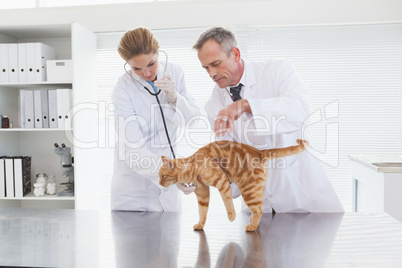 Vets examining an orange cat