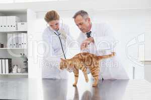 Vets examining an orange cat