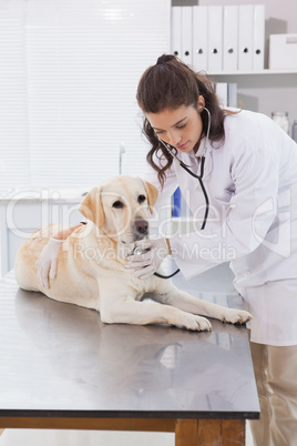 Vet examining a dog with stethoscope