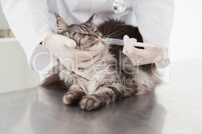 Vet doing injection at a cute grey cat