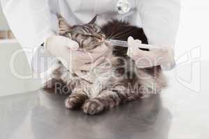 Vet doing injection at a cute grey cat
