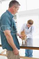 Owner rubbing his cat as vet examines