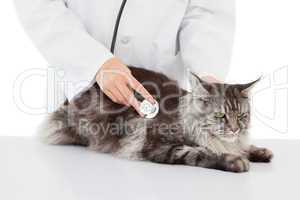 Vet examining a cat with stethoscope